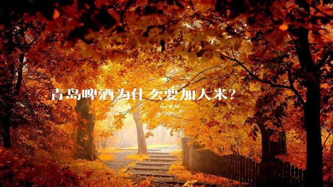 青岛啤酒为什么要加大米？